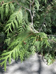 Thuja plicata