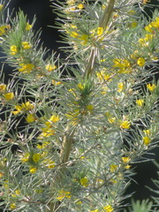 Aspalathus florifera