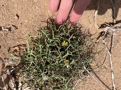 Launaea arborescens