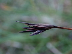 Schoenus ferrugineus