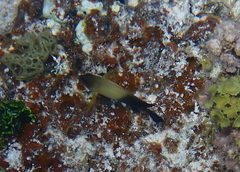 Chrysiptera unimaculata