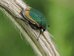 Cotinis mutabilis