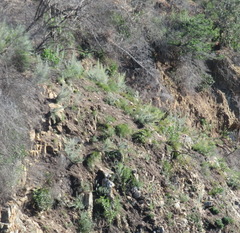 Aspalathus florifera