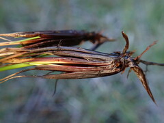 Schoenus ferrugineus