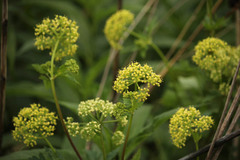 Thaspium chapmanii