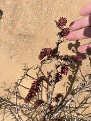 Sedum moranense