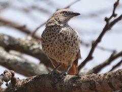 Histurgops ruficauda