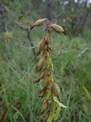 Epipactis palustris