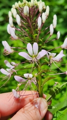 Cleome
