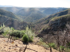 Aspalathus florifera