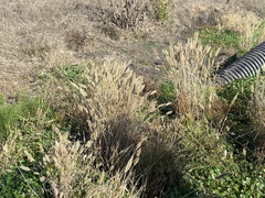 Polypogon monspeliensis