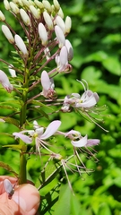 Cleome