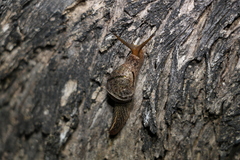 Stanisicarion freycineti