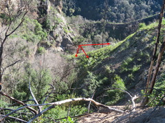 Aspalathus florifera