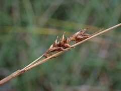 Carex hostiana