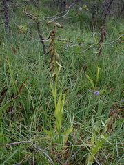Epipactis palustris