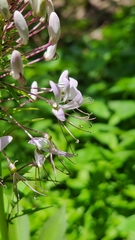 Cleome