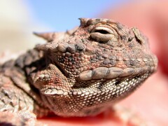 Phrynosoma platyrhinos