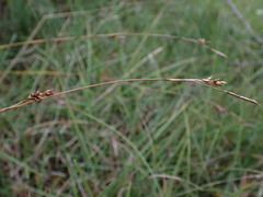 Carex hostiana