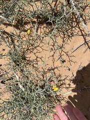 Launaea arborescens