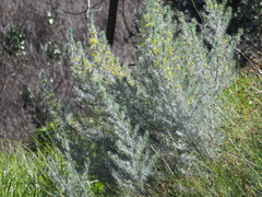 Aspalathus florifera