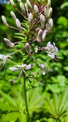Cleome