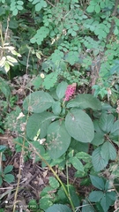 Phytolacca acinosa