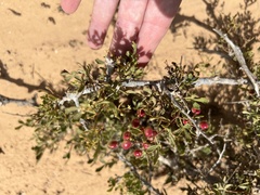Searsia tripartita
