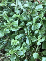 Phedimus kamtschaticus