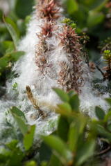 Salix arctica