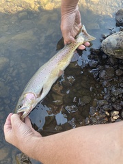Oncorhynchus clarkii