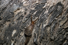 Stanisicarion freycineti