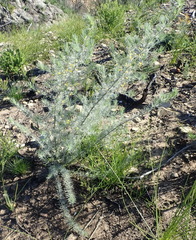 Aspalathus florifera