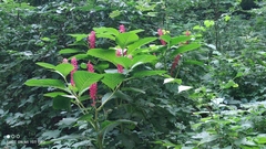 Phytolacca acinosa