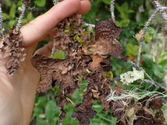 Lobaria