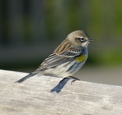 Setophaga coronata coronata