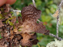 Lobaria
