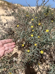 Launaea arborescens