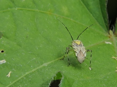 Taedia