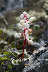 Pyrola grandiflora