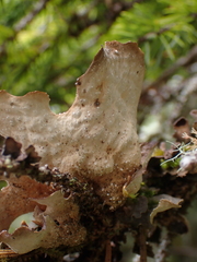 Lobaria