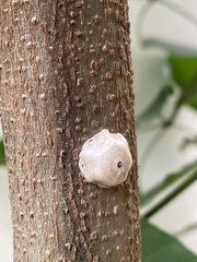 Ceroplastes