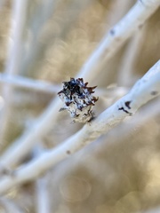 Rhopalomyia utahensis
