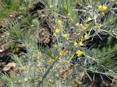 Aspalathus florifera