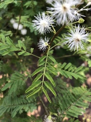 Mimosa pigra