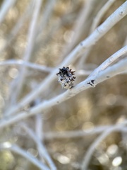 Rhopalomyia utahensis