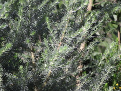 Aspalathus florifera