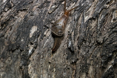 Stanisicarion freycineti