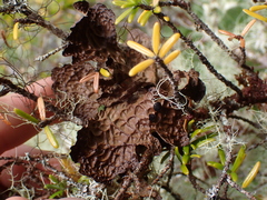 Lobaria