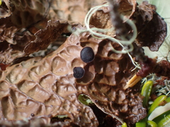 Lobaria